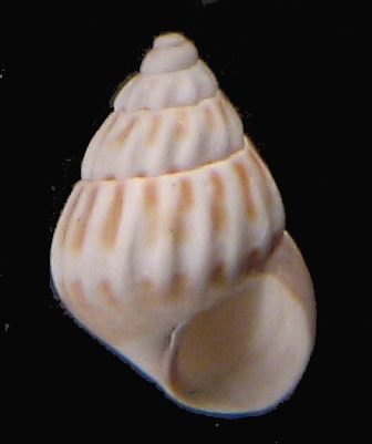 Spiaggia di Levante Caorle